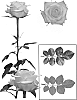 Rose%20plant%20named%20%27ESM%20R030%27