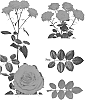 Rose%20plant%20named%20%27ESM%20R031%27