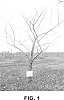 Apple%20tree%2C%20%27CN%20B110%27