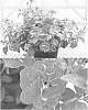 plant%20named%20%27Sundarose%27