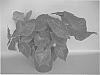 plant%20named%20%27UF-18-49%27