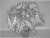 plant%20named%20%27UF-172%27