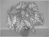 plant%20named%20%27UF-172%27
