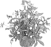 plant%20named%20%27Winterbells%27