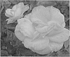 Rose%20plant%20named%20%27CA%2029%27