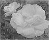Rose%20plant%20named%20%27CA%2029%27