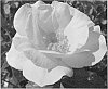 Rose%20plant%20named%20%27CA%2033%27