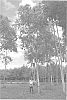 tree%20named%20%27G5%27