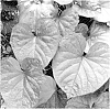 plant%20named%20%27Kelly%20Ray%27