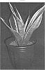 plant%20named%20%27Black%20Jack%27