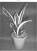 plant%20named%20%27Kristi%27
