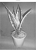 plant%20named%20%27Whitney%27
