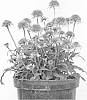 plant%20named%20%27Butterfly%20Kisses%27