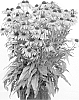 plant%20named%20%27Purple%20Emperor%27