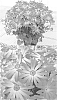 plant%20named%20%27Sunsenekabapi%27