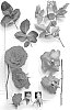 Shrub%20rose%20plant%20named%20%27AUSchris%27