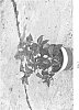 plant%20named%20%27DUP-SWTE%27