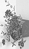 plant%20named%20%27VVIPU08-0%27