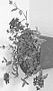 plant%20named%20%27VVIPU08-0%27
