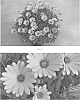 plant%20named%20%27SAKOST8365%27