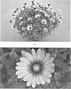 plant%20named%20%27SAKOST8367%27