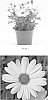 Osteospermum%20plant%20named%20%27OSTZ0003%27