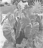 plant%20named%20%27WHITE%20LAVA%27