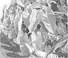 plant%20named%20%27MAUI%20GOLD%27