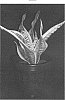 plant%20named%20%27Twister%27