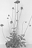 plant%20named%20%27SGIPU2-0%27