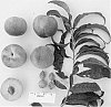 Peach%20tree%20named%20%27Supecheighteen%27