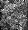 Azalea%20plant%20named%20%27RLH1-8P1%27