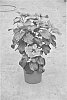 plant%20named%20%27DUP-SWCH%27