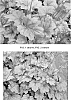 plant%20named%20%27Georgia%20Plum%27