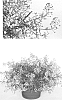 plant%20named%20%27Inlbublupr%27