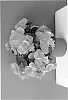 plant%20named%20%27Dardoran%20Imp%27