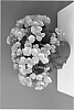 plant%20named%20%27Betulia%20Candy%27