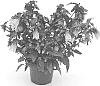 plant%20named%20%27PKMTAK3%27