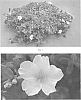 plant%20named%20%27SAKPOR006%27