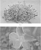 plant%20named%20%27SAKPOR003%27
