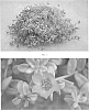 plant%20named%20%27SAKPOR001%27