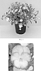 plant%20named%20%27Halo%20Lilac%27
