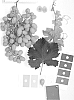 Grapevine%20%27IFG%20Eleven%27