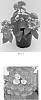 plant%20named%20%27Flortanapi%27