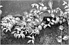 plant%20named%20%27Moonlight%27
