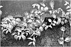 plant%20named%20%27Moonlight%27