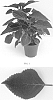 plant%20named%20%27Balcovino%27