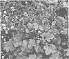 plant%20named%20%27Sugar%20Berry%27