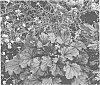 plant%20named%20%27Sugar%20Berry%27