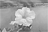 Petunia%20plant%20named%20%27Archie%27s%20Lime%20on%20Yellow%27